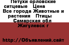 Петухи орловские ситцевые › Цена ­ 1 000 - Все города Животные и растения » Птицы   . Самарская обл.,Жигулевск г.